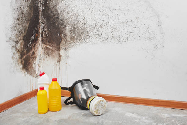 Best DIY Mold Remediation Support Services in St Francis, MN