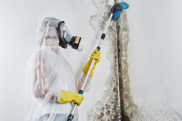 St Francis, MN Mold Remediation Company