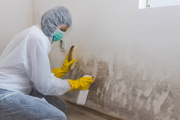 Best Insurance-Related Mold Remediation in St Francis, MN