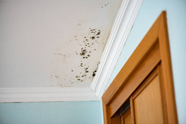 Best Mold Testing and Inspection Services in St Francis, MN