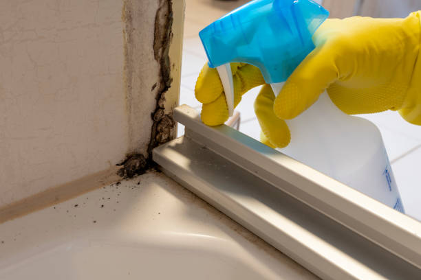 Best Mold Remediation for Specific Building Types in St Francis, MN