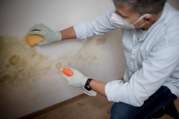 Best Residential Mold Remediation in St Francis, MN