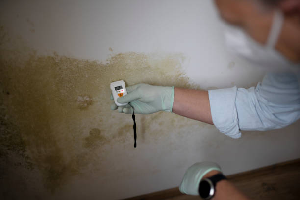 Best Health and Safety Mold Remediation in St Francis, MN