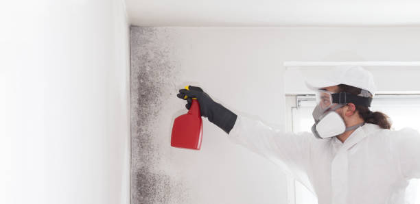 Best Basement Mold Remediation in St Francis, MN
