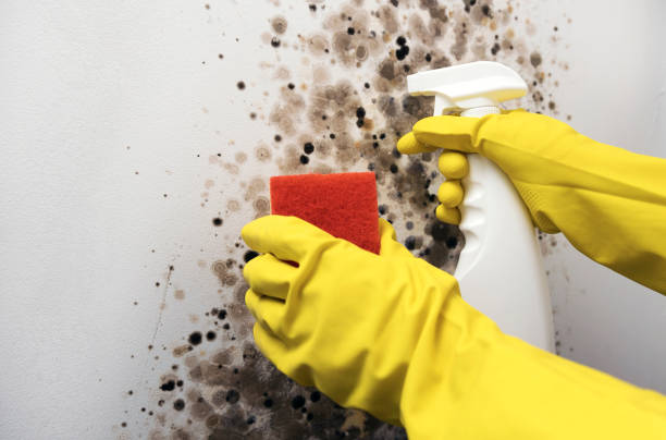 Best Commercial Mold Remediation in St Francis, MN