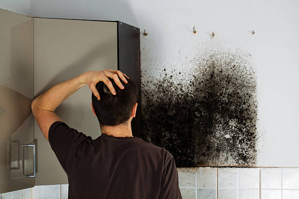 Best Black Mold Remediation in St Francis, MN