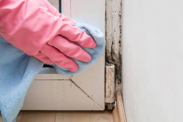 Best Crawl Space Mold Remediation in St Francis, MN