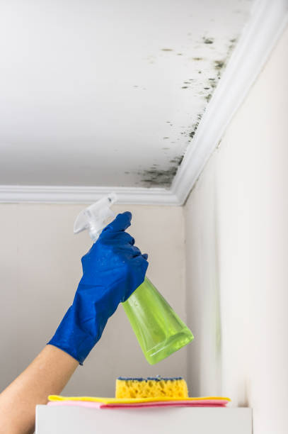 Best HVAC Mold Remediation in St Francis, MN